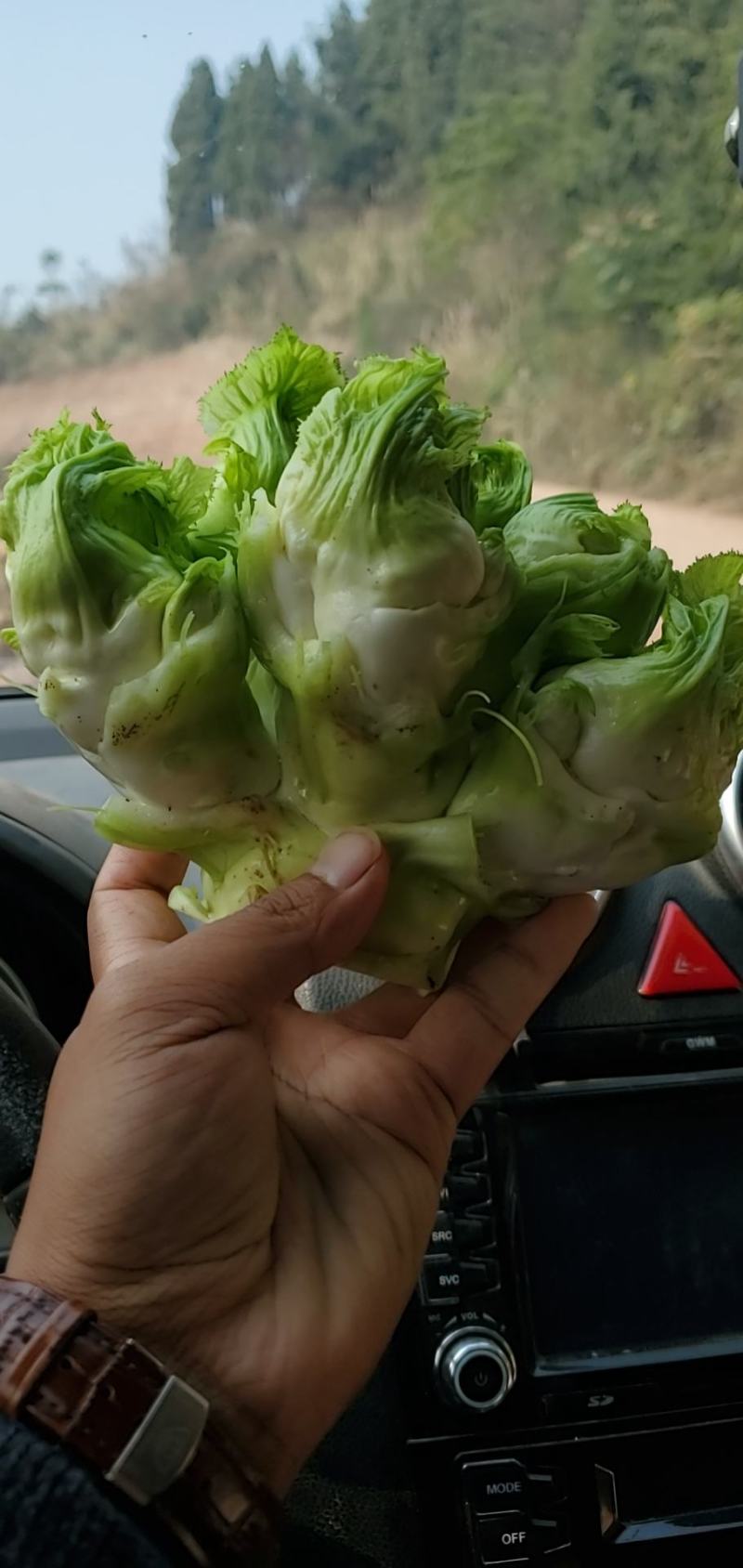 儿菜四川精品基地儿菜大心小心子儿菜毛货净货儿菜