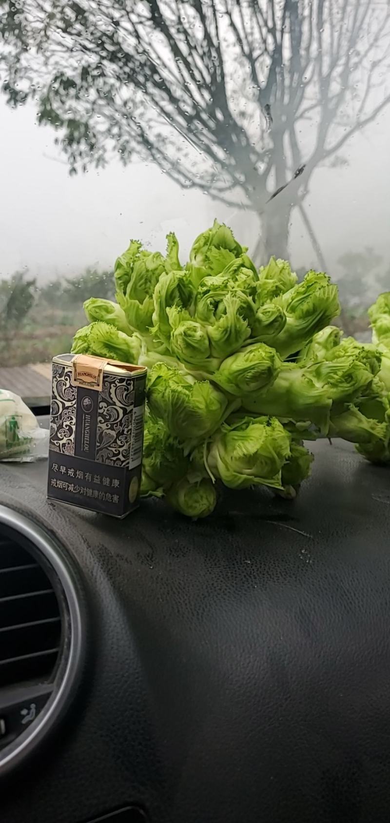 儿菜四川精品基地儿菜大心小心子儿菜毛货净货儿菜