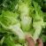 儿菜四川精品基地儿菜大心小心子儿菜毛货净货儿菜