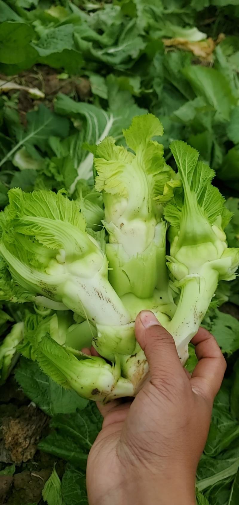 儿菜四川精品基地儿菜大心小心子儿菜毛货净货儿菜
