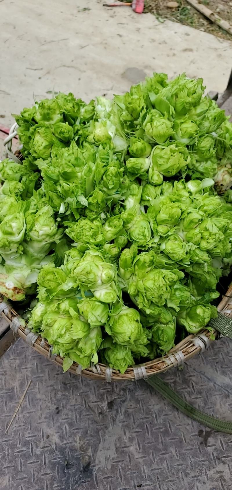 儿菜四川精品基地儿菜大心小心子儿菜毛货净货儿菜