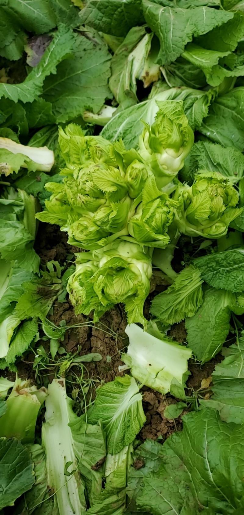 儿菜四川精品基地儿菜大心小心子儿菜毛货净货儿菜