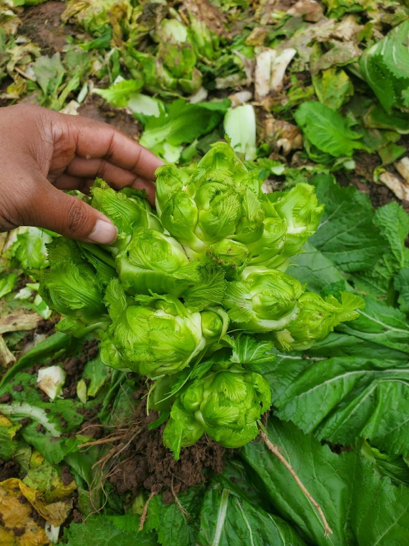儿菜四川精品基地儿菜大心小心子儿菜毛货净货儿菜