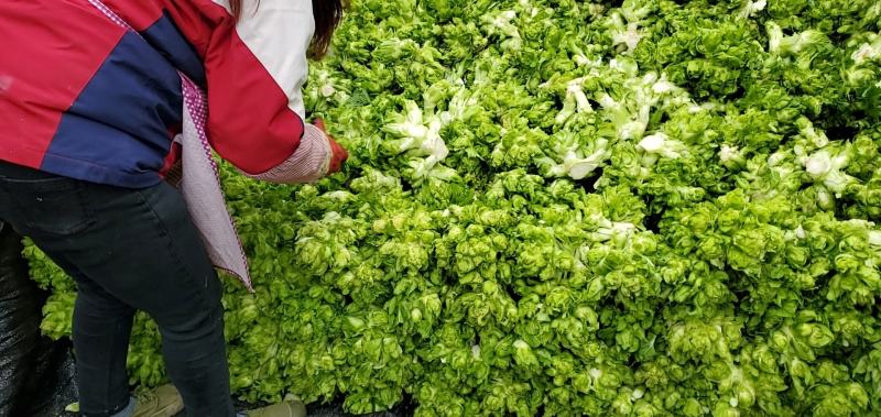 儿菜四川精品基地儿菜大心小心子儿菜毛货净货儿菜