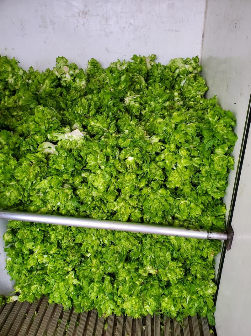 儿菜四川精品基地儿菜大心小心子儿菜毛货净货儿菜
