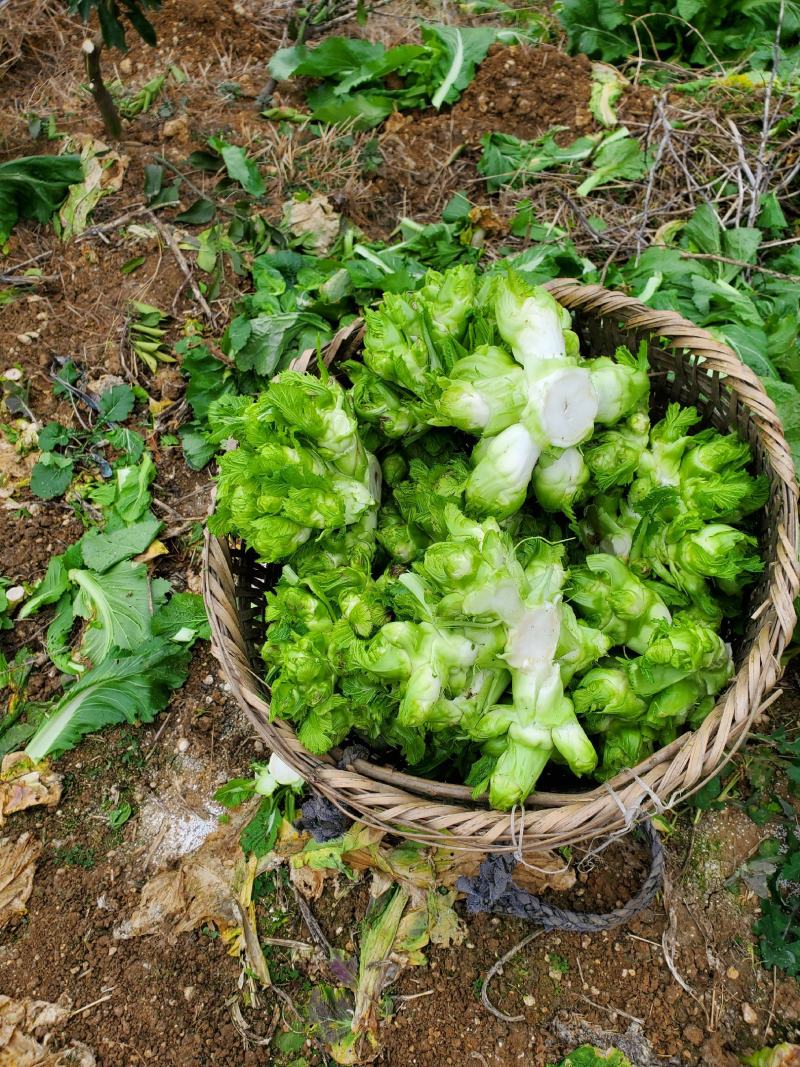 儿菜四川精品基地儿菜大心小心子儿菜毛货净货儿菜