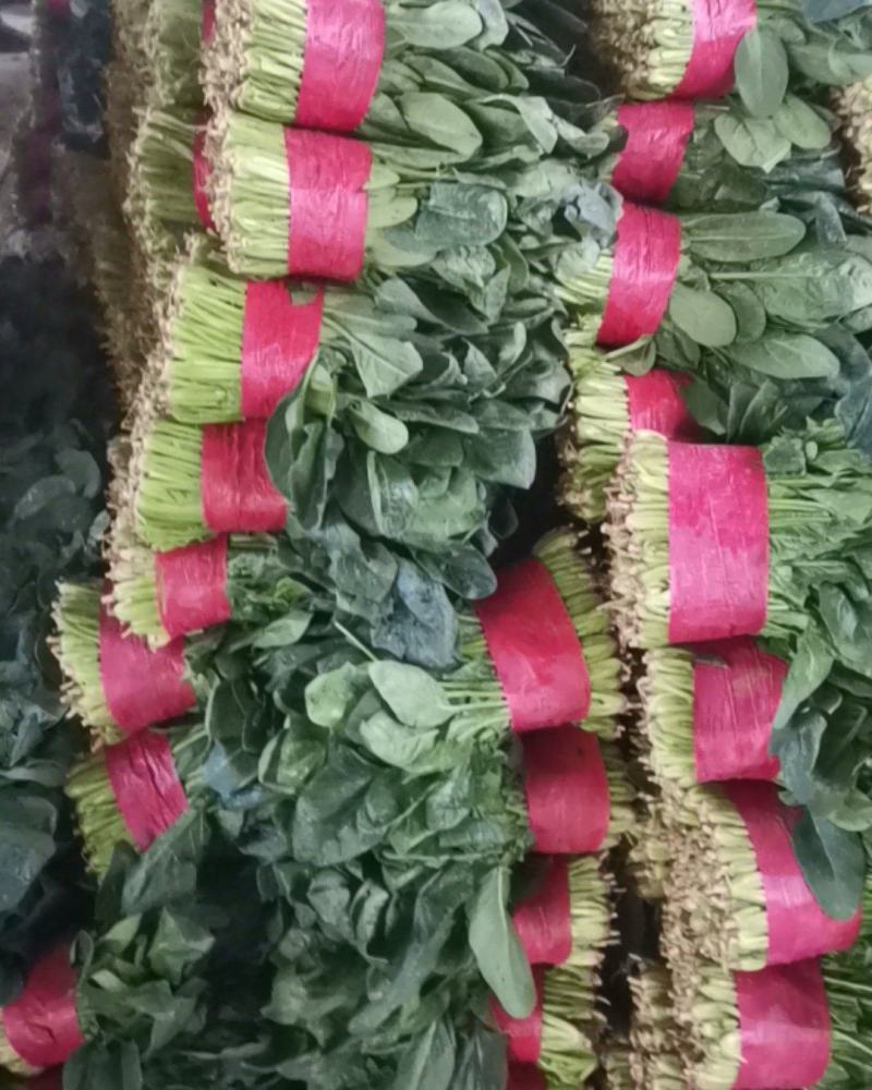 优质大叶菠菜质量好无黄叶，高度30公分左右，无土，