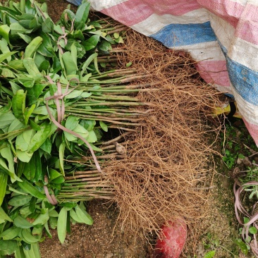 肉桂苗（广西平南玉桂苗桂皮苗欢迎老板来苗地实地考察，，）
