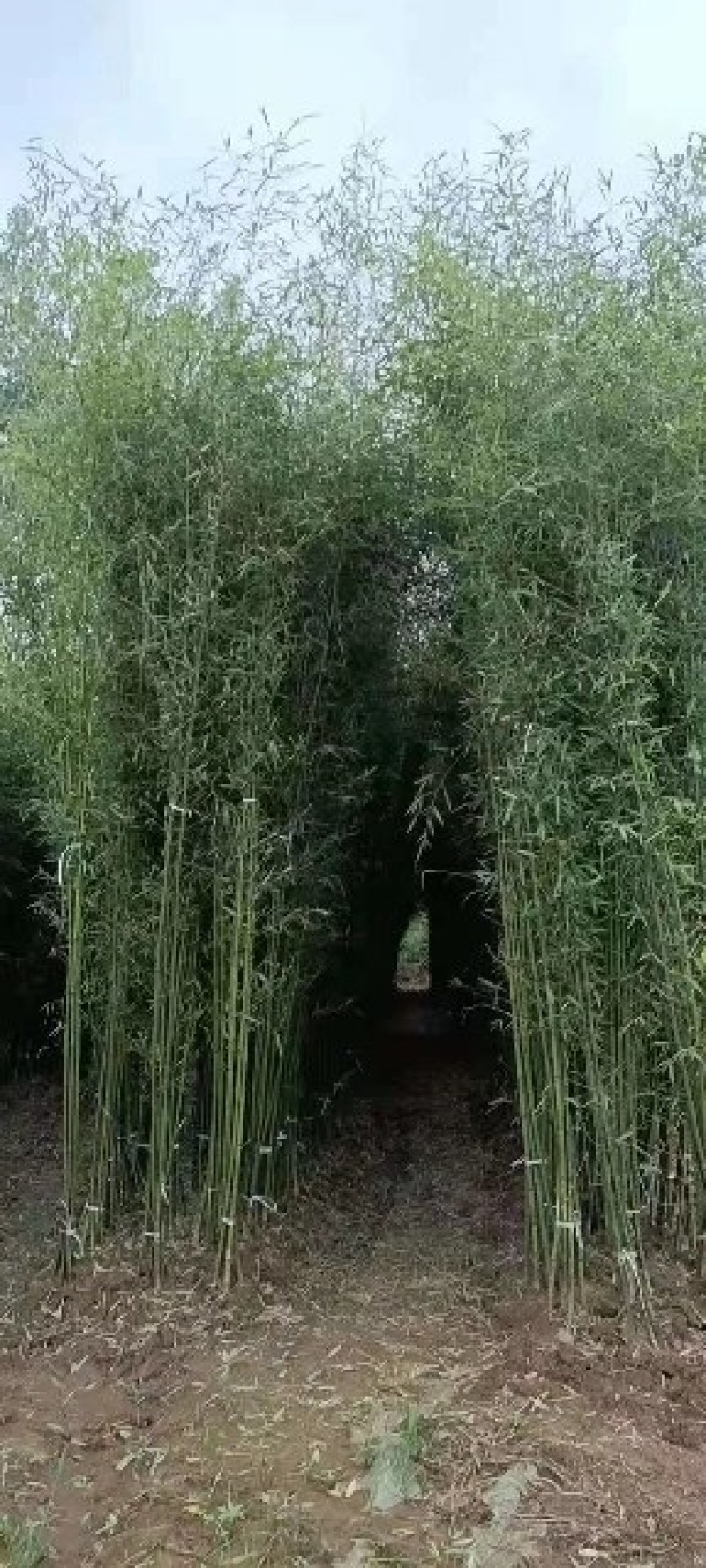 早园竹刚竹批发供应