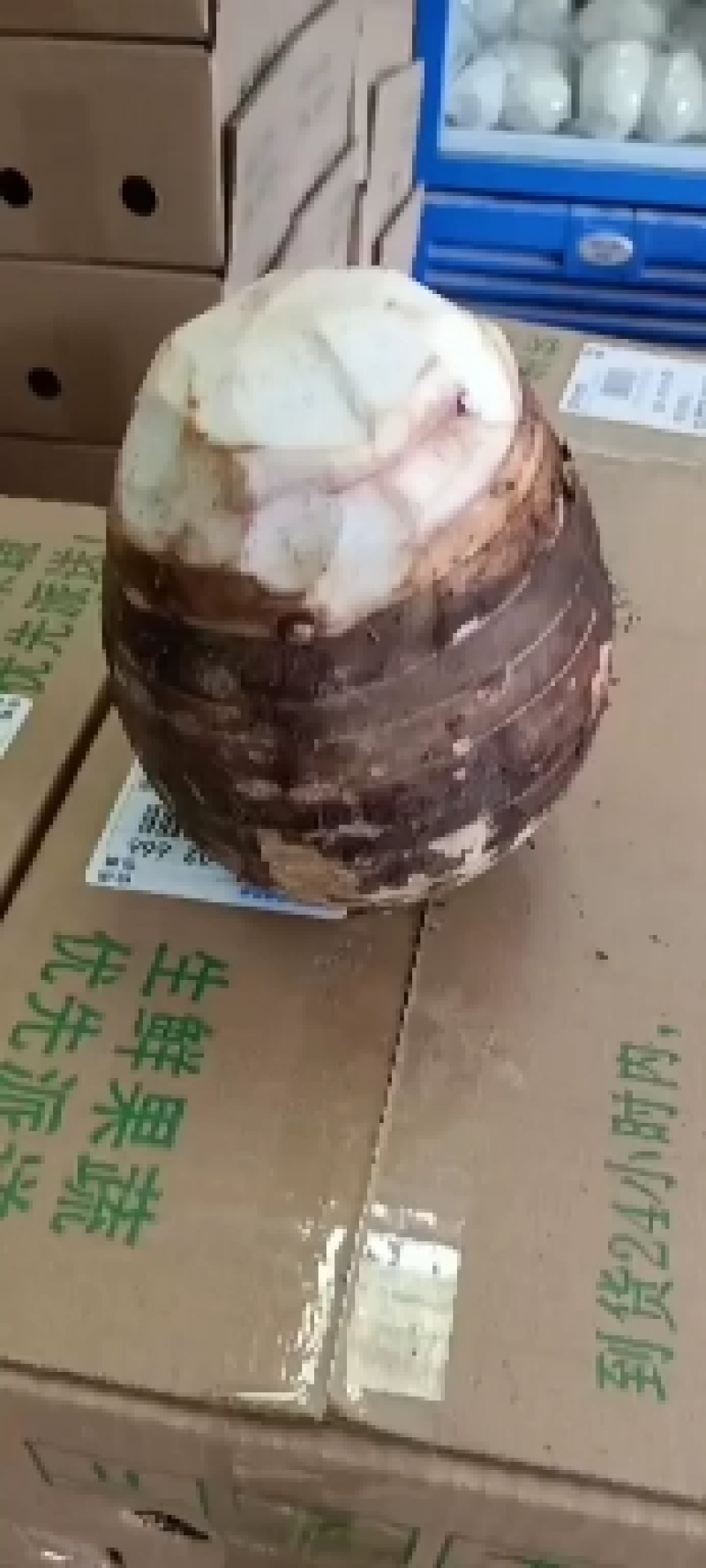 正宗荔浦芋头芽，槟榔芋芽，个头大，出芽率高，香甜粉糯，