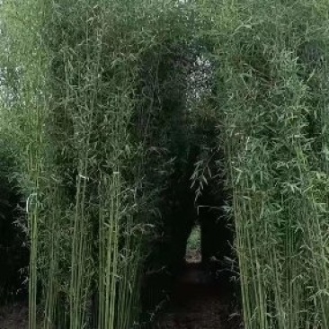 早园竹刚竹批发供应