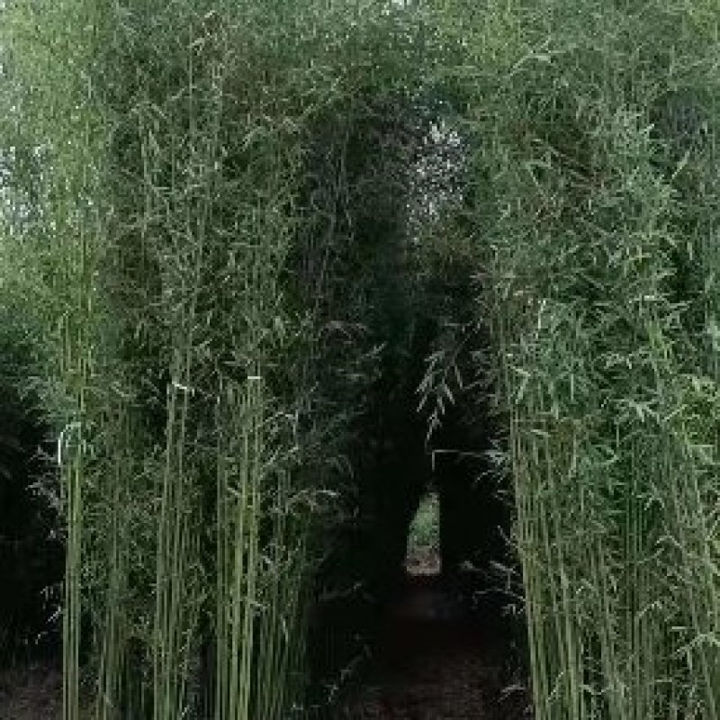 早园竹刚竹批发供应