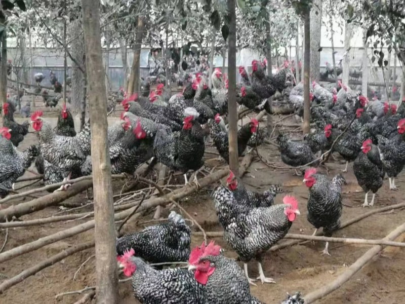 大种黑芦花鸡苗卢花鸡苗出壳鸡苗质量正宗