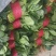 优质大叶菠菜质量好无黄叶，高度30公分左右，无土，