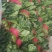 优质大叶菠菜质量好无黄叶，高度30公分左右，无土，