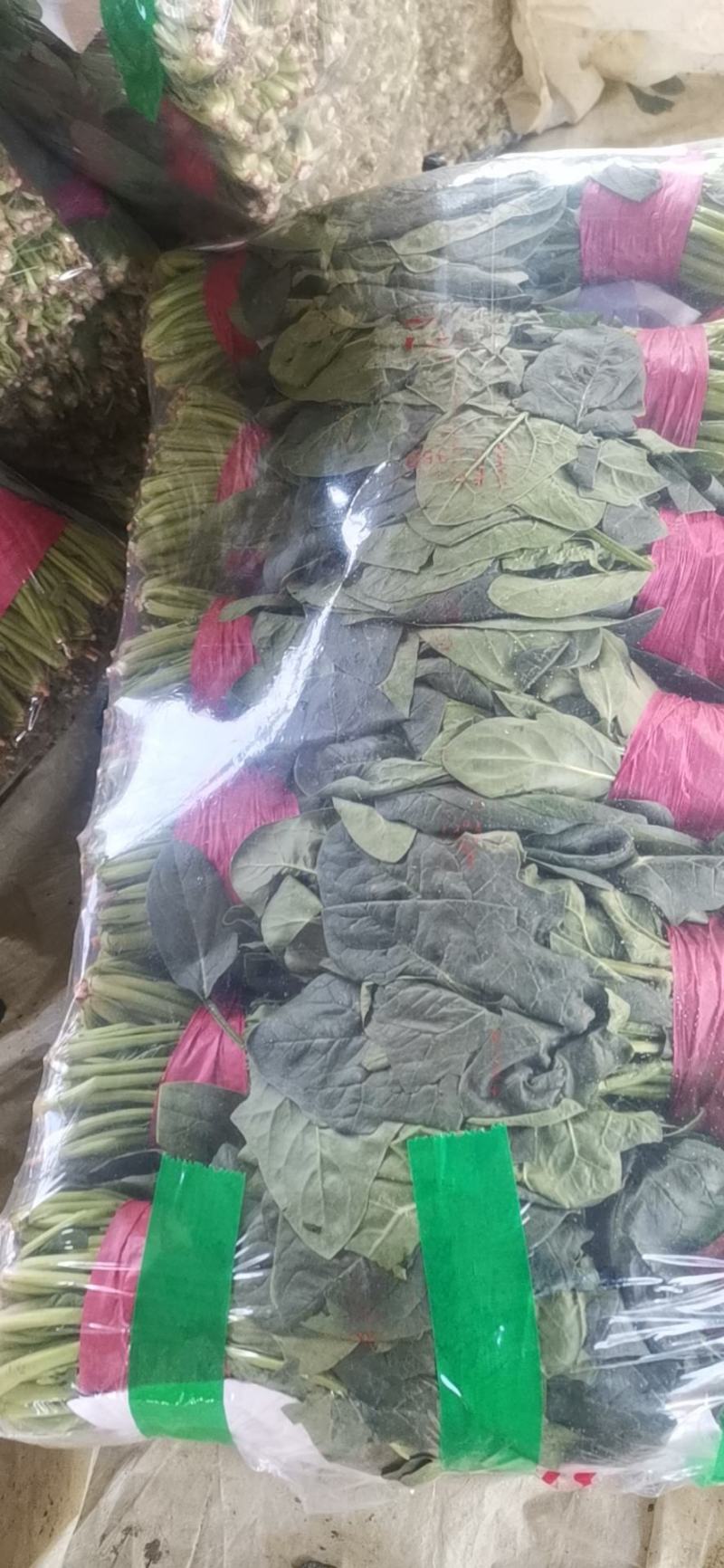 优质大叶菠菜质量好无黄叶，高度30公分左右，无土，