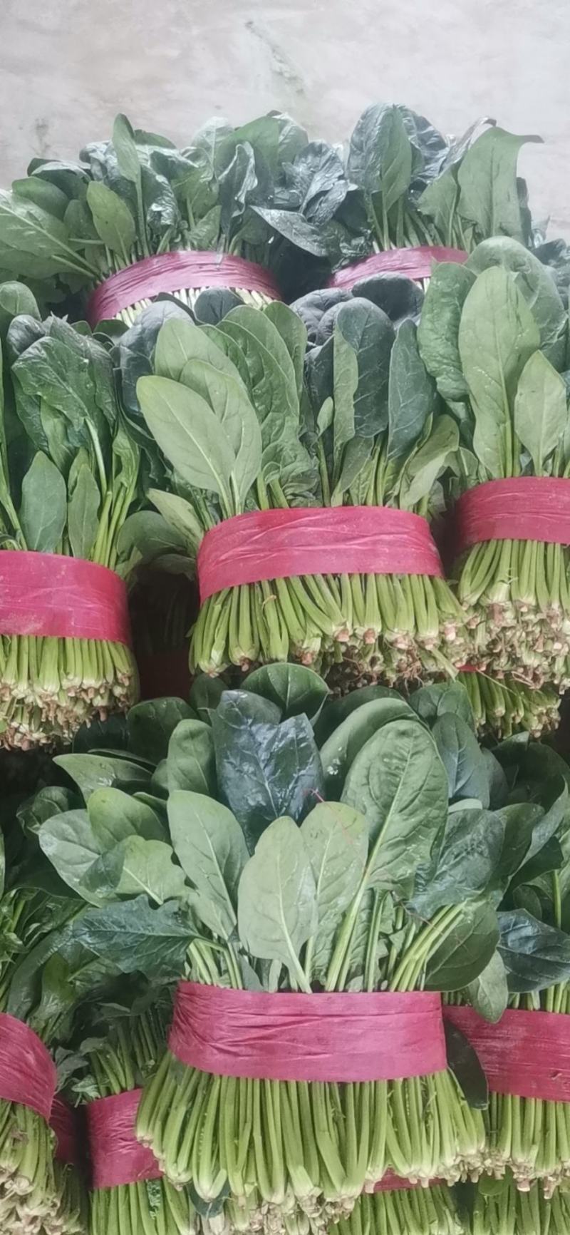 优质大叶菠菜质量好无黄叶，高度30公分左右，无土，