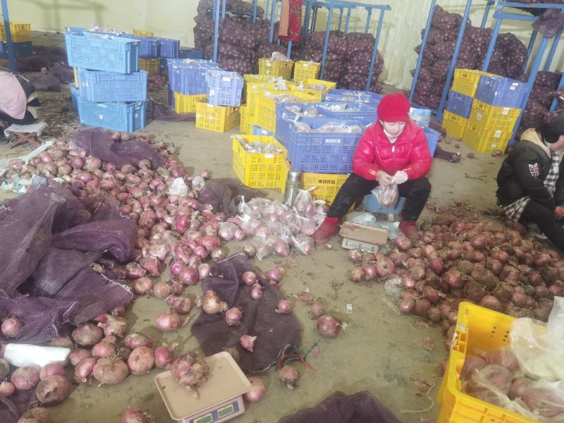 红皮洋葱二红洋葱大量出库中品质好对接各地客商支持各种包装
