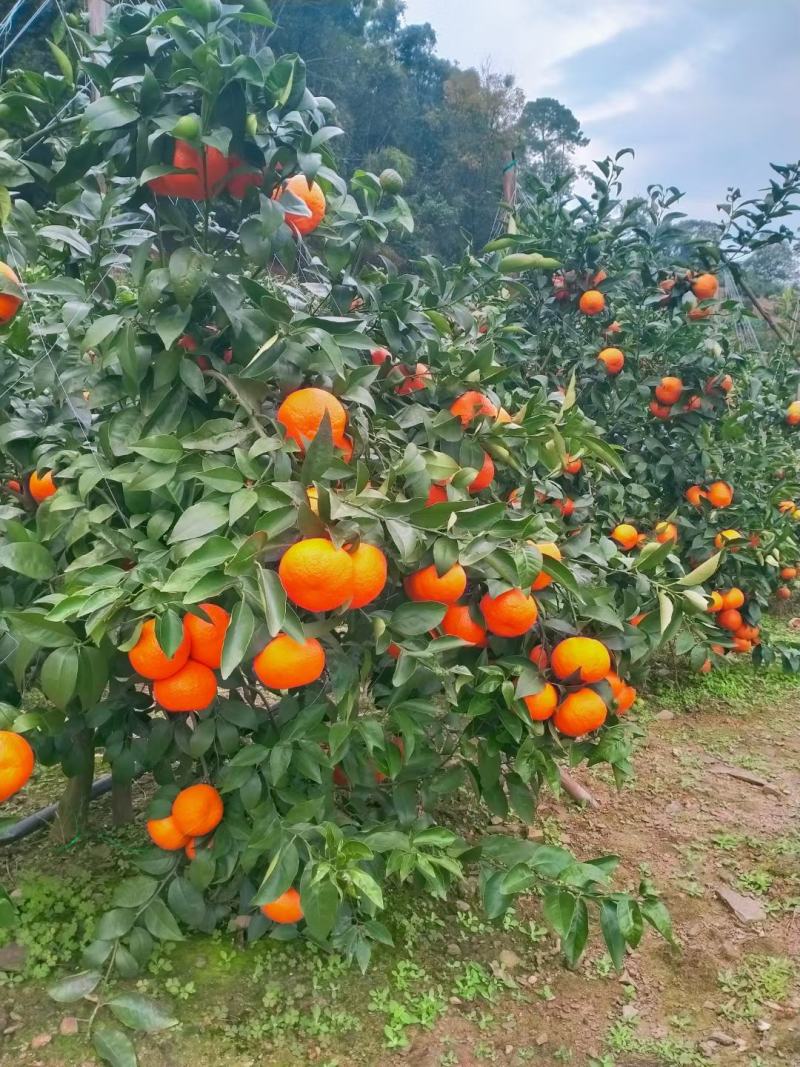 云南新平精品沃柑成熟了