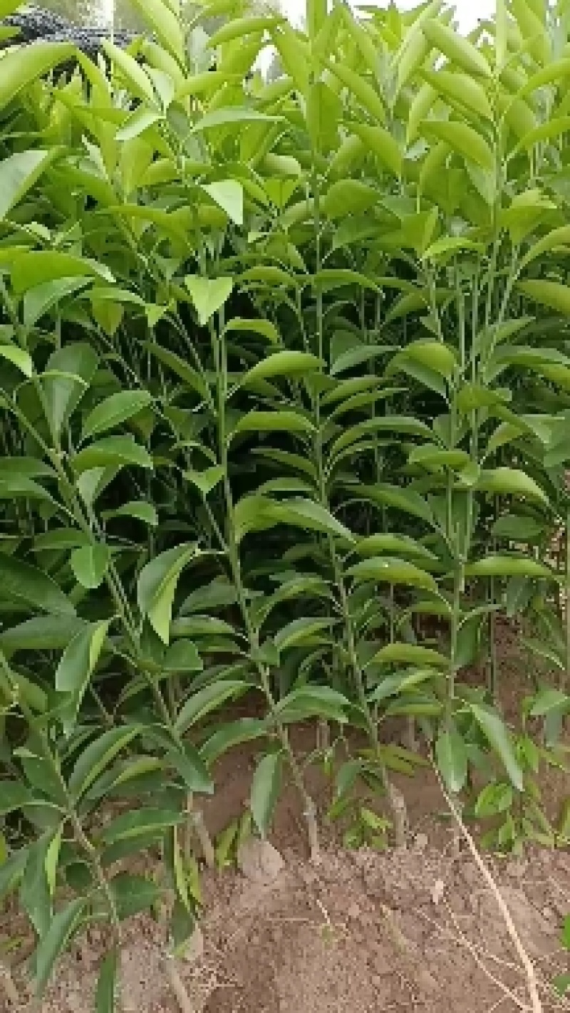 香橙兜沃柑苗，大叶积橙沃柑苗，酸柑头沃柑苗，红桔头沃柑苗