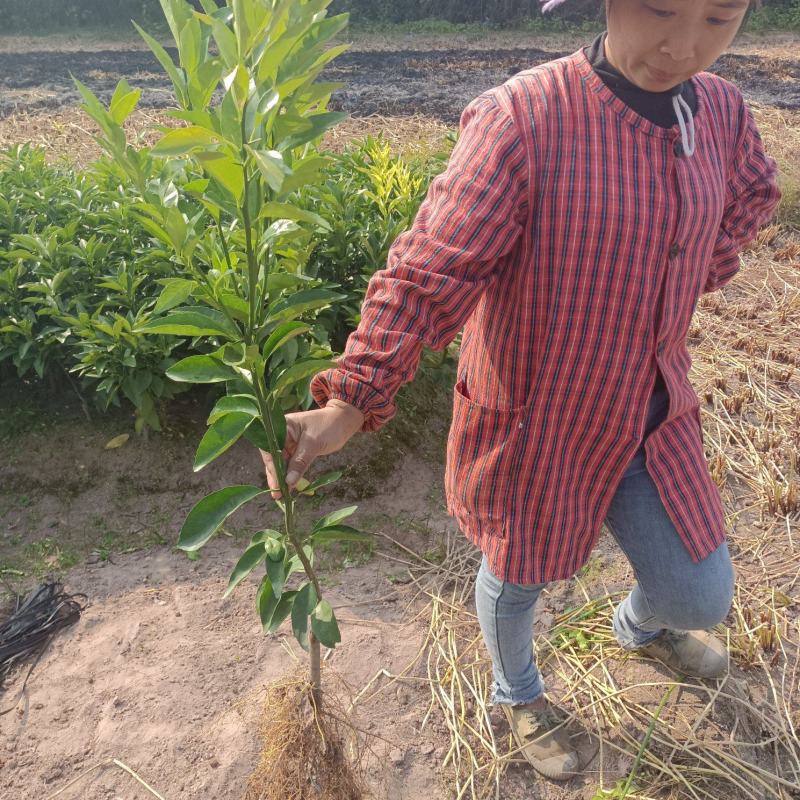 香橙兜沃柑苗，大叶积橙沃柑苗，酸柑头沃柑苗，红桔头沃柑苗