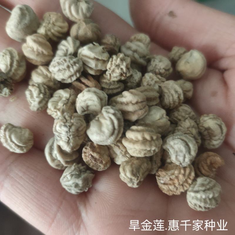 旱金莲花种子