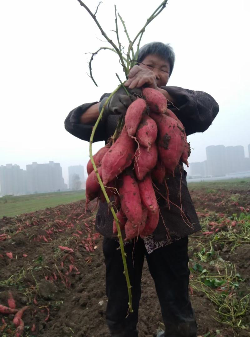 烟薯25，西瓜红.商品薯，烤箱货都有，甜糯可口产地代办，