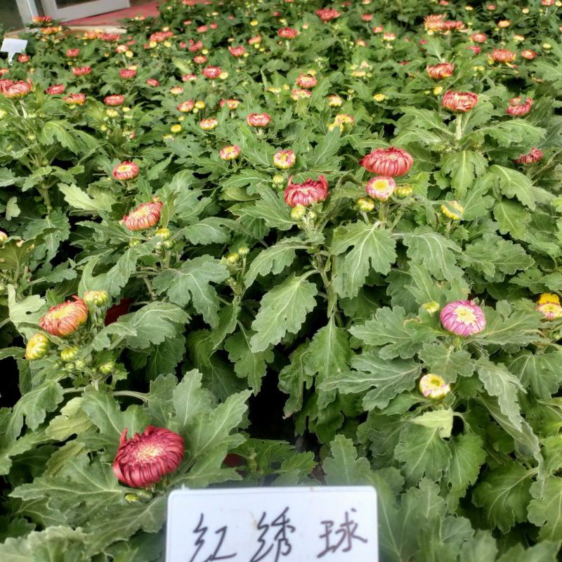 耐寒四季菊花盆栽菊花苗多年生大花菊花盆栽