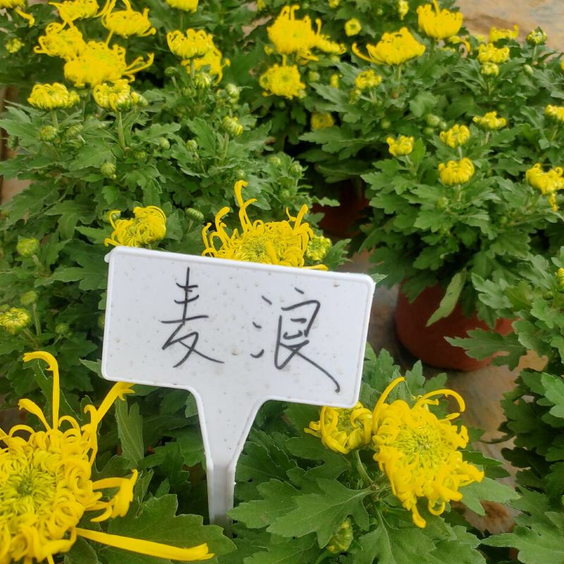 耐寒四季菊花盆栽菊花苗多年生大花菊花盆栽