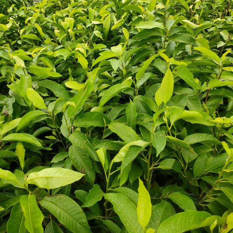 玉兰花苗广玉兰苗白玉兰苗黄玉兰盆栽现货供应可视频