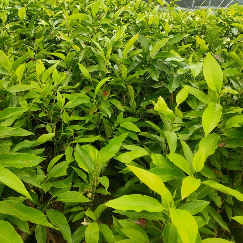 玉兰花苗广玉兰苗白玉兰苗黄玉兰盆栽现货供应可视频