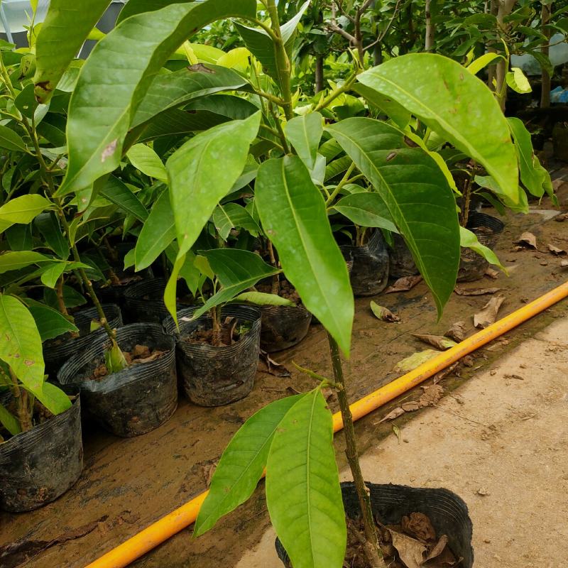 玉兰花苗广玉兰苗白玉兰苗黄玉兰盆栽现货供应可视频