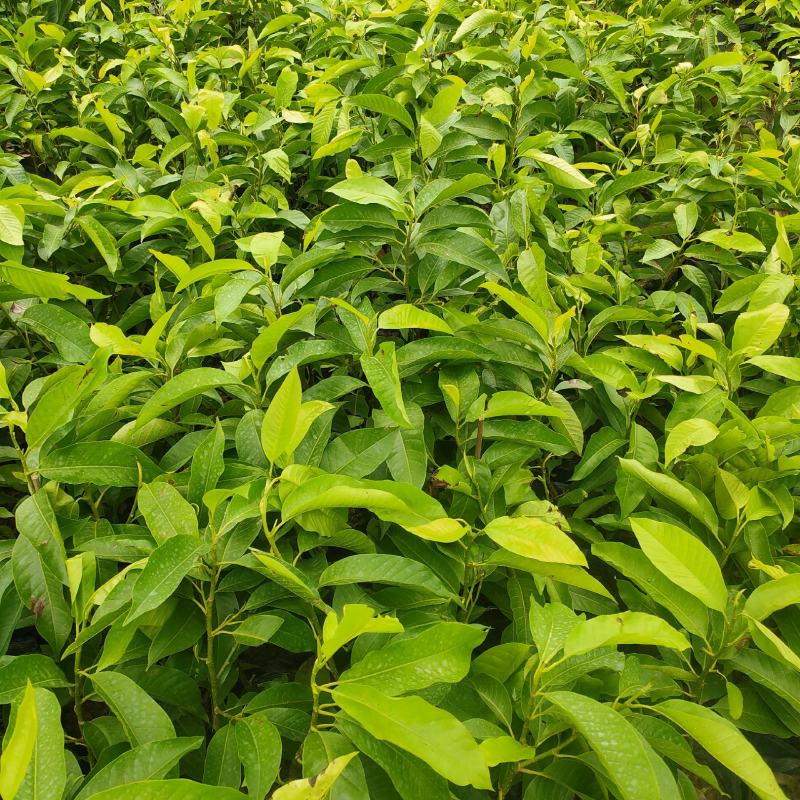 玉兰花苗广玉兰苗白玉兰苗黄玉兰盆栽现货供应可视频