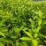 玉兰花苗广玉兰苗白玉兰苗黄玉兰盆栽现货供应可视频