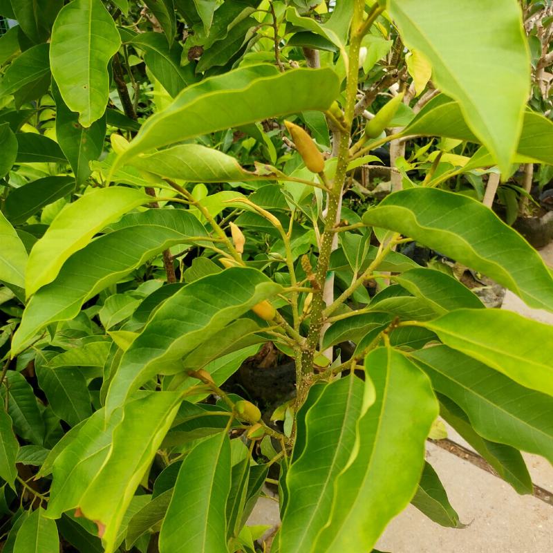 玉兰花苗广玉兰苗白玉兰苗黄玉兰盆栽现货供应可视频