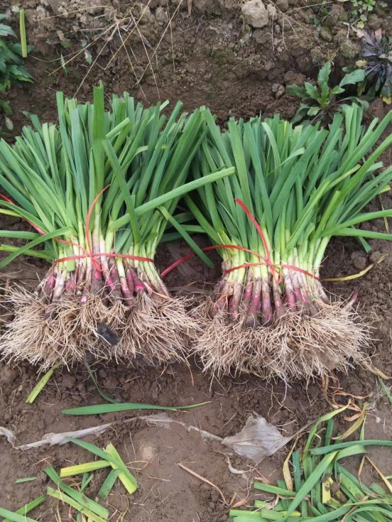 精品蒜苗基地货提前预定！500亩蒜苗一手货源大棚货