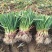 精品蒜苗基地货提前预定！500亩蒜苗一手货源大棚货