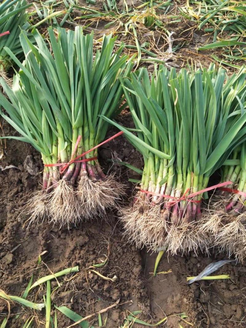 精品蒜苗基地货提前预定！500亩蒜苗一手货源大棚货