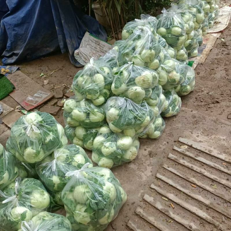 优质大棚露地水杲苤蓝大量上市中，有需要的新老客户欢迎定购