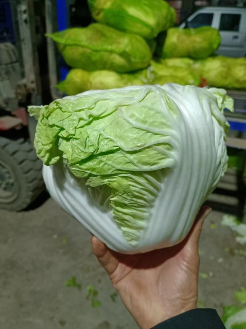冷库大白菜新乡小包东京868两个品种商超电商市场货源充足