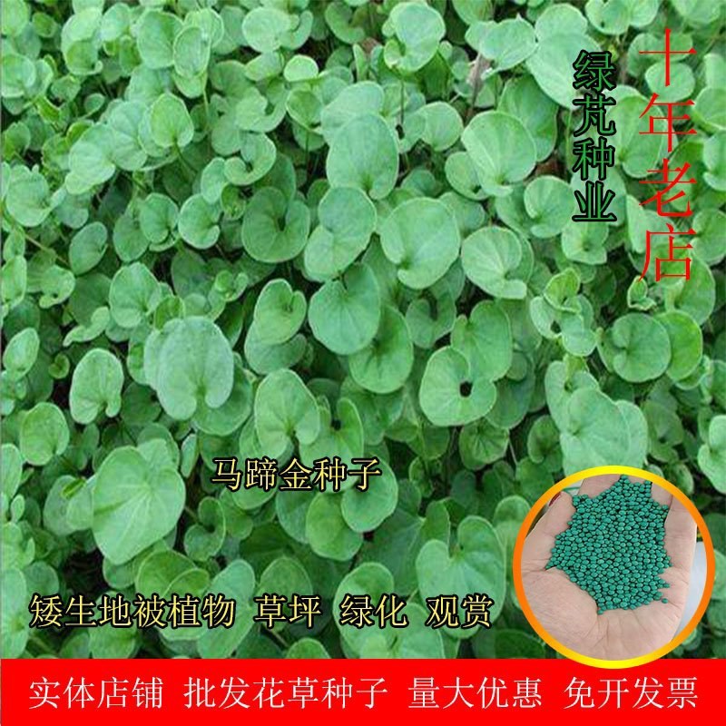 马蹄金种子绿化草坪四季常青成坪速度快