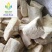【海螵蛸统块】@【同欢药材】中药材批发供应规格齐