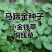 马蹄金种子绿化草坪四季常青成坪速度快