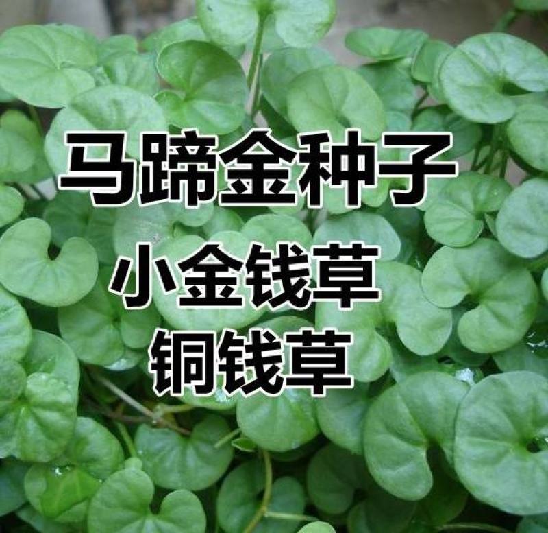 马蹄金种子绿化草坪四季常青成坪速度快