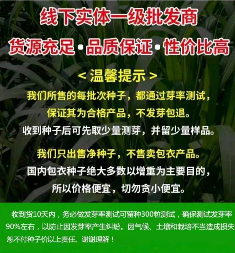 含羞草花种子害羞草种子盆栽植物阳台室内花籽发芽率高
