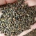 含羞草花种子害羞草种子盆栽植物阳台室内花籽发芽率高