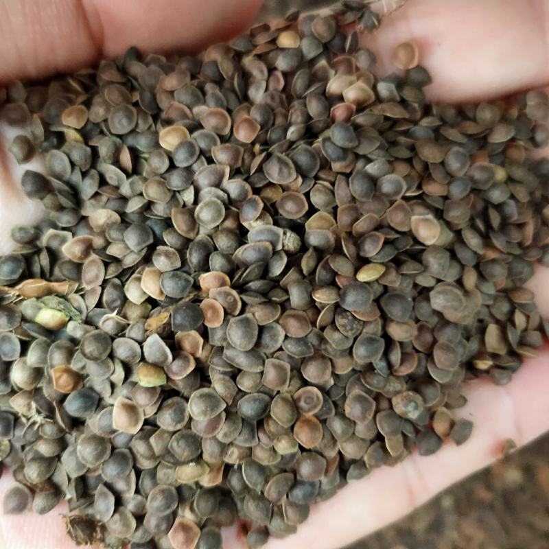含羞草花种子害羞草种子盆栽植物阳台室内花籽发芽率高