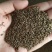 麦秆菊种子蜡菊种子四季种植观花耐旱耐盐碱菊花种子花海