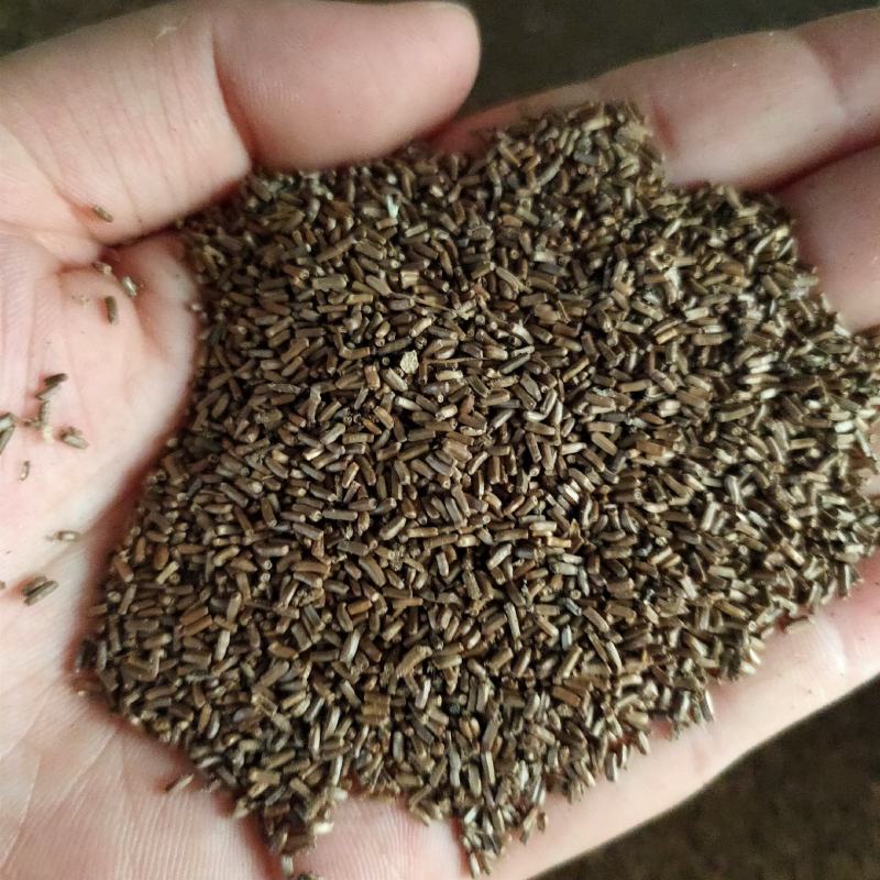 麦秆菊种子蜡菊种子四季种植观花耐旱耐盐碱菊花种子花海