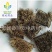 【炒刺猬皮】@【同欢药材】中药材批发供应规格齐